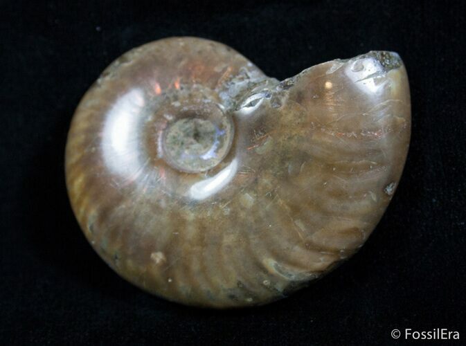 / Inch Iridescent Ammonite From Madagascar #2171